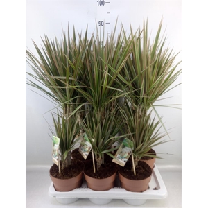 Dracaena marg. 'Bicolor'