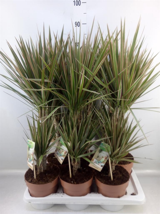 <h4>Dracaena marg. 'Bicolor'</h4>
