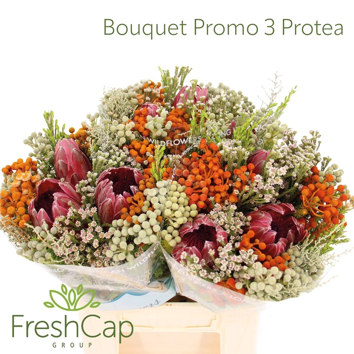 <h4>Bouquet Promo 3 Protea</h4>