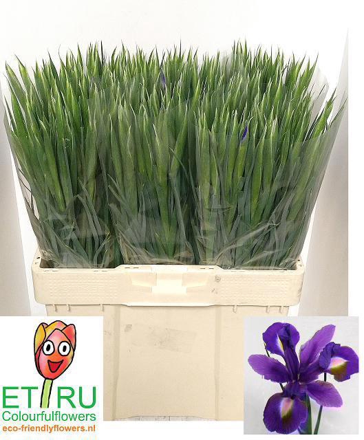 <h4>IRIS BLUE MAGIC</h4>