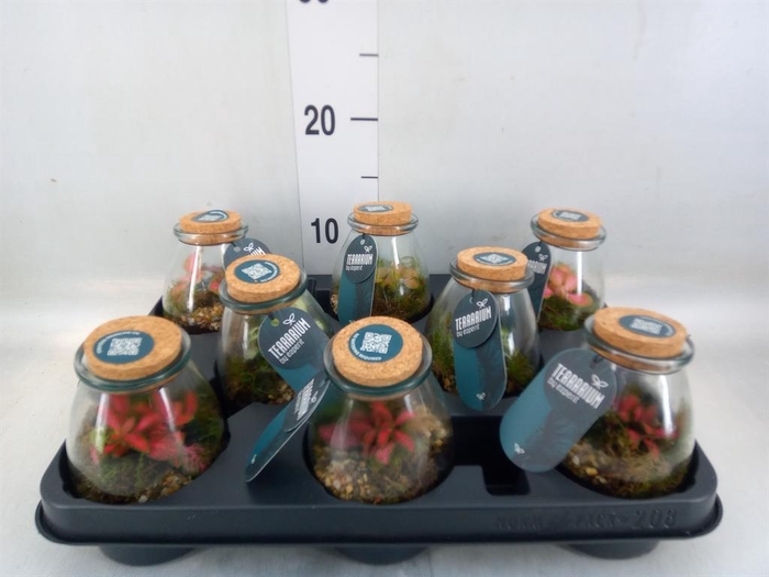 <h4>Arr.    Planten  L%</h4>