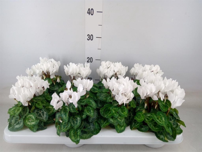 <h4>Cyclamen KL 'Compact'</h4>