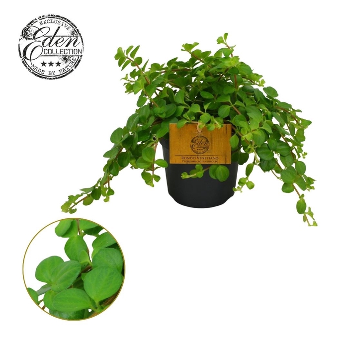 <h4>Peperomia rotundifolia</h4>