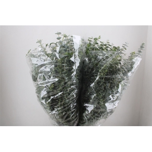 Euca Baby Blue 200gr P Bunch
