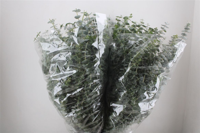 <h4>Euca Baby Blue 200gr P Bunch</h4>