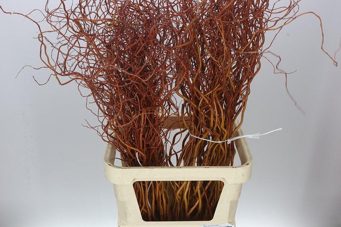 <h4>Salix Golden Curls</h4>