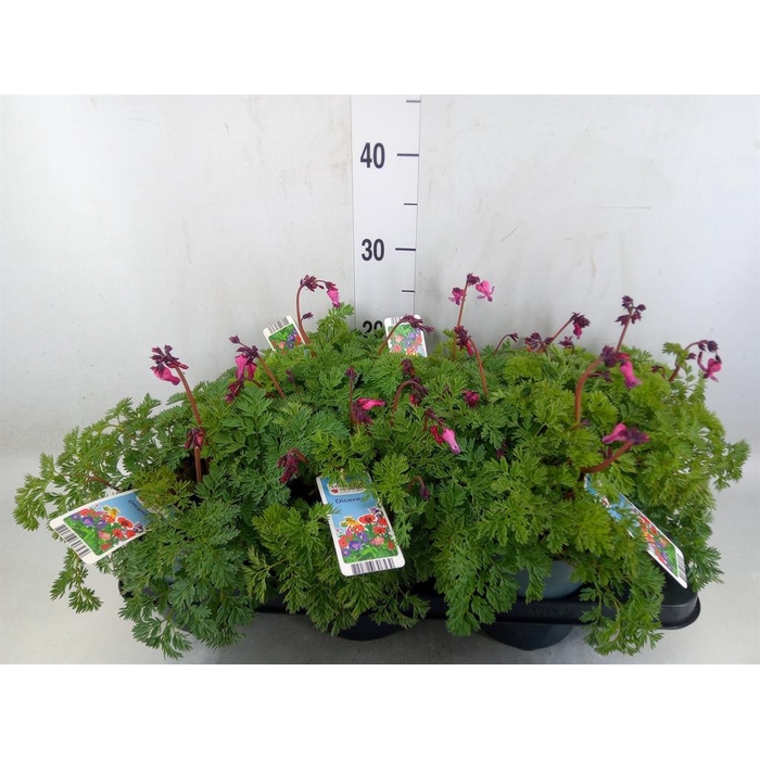 <h4>Dicentra   ...</h4>