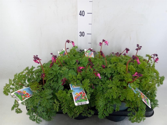 <h4>Dicentra   ...</h4>