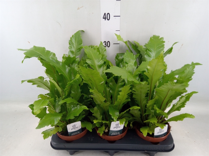 <h4>Asplenium nidus 'Campio'</h4>