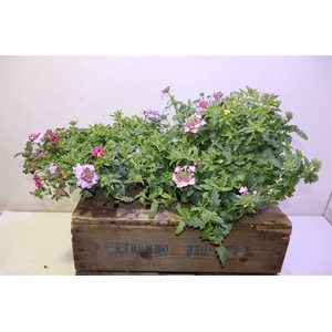 arr8 Perkpl Gem In Zinken Schaal