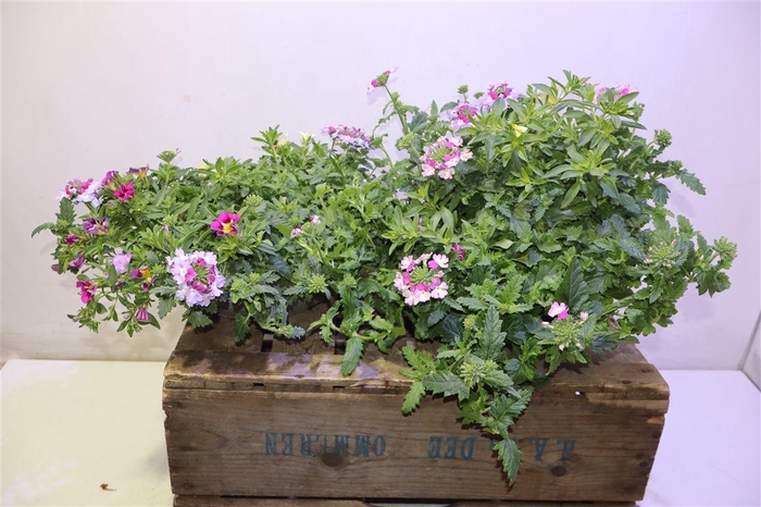 <h4>arr8 Perkpl Gem In Zinken Schaal</h4>