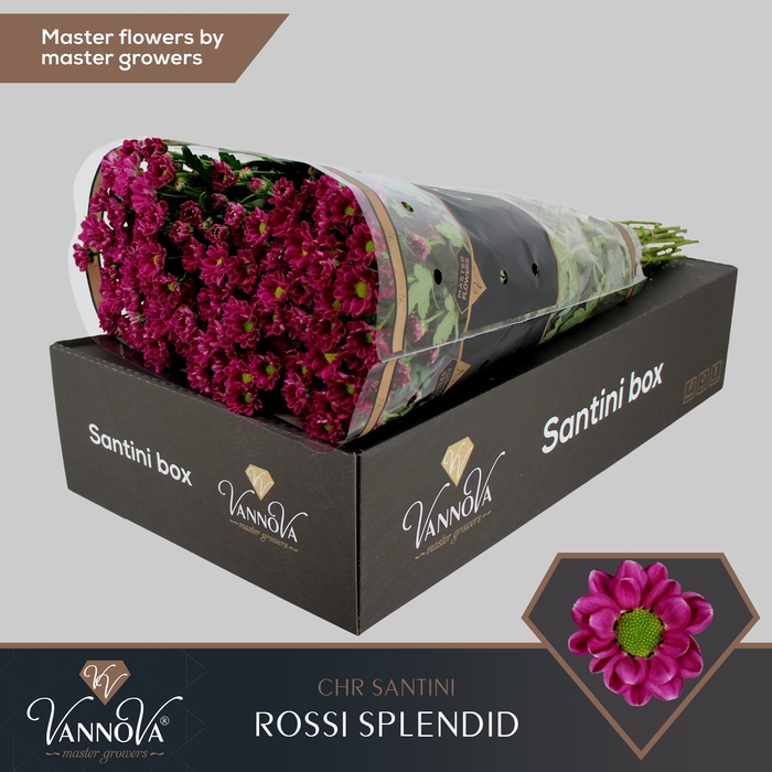<h4>Chrysanten Chr S Rossi Splendid</h4>