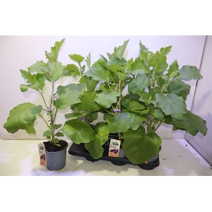 arr8 Aubergine Planten