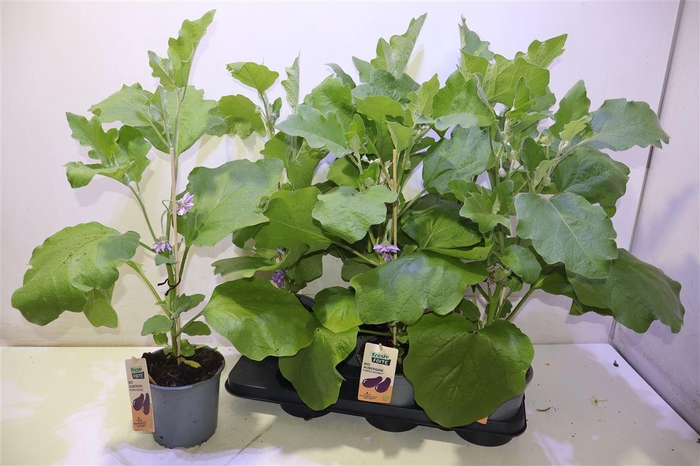 <h4>arr8 Aubergine Planten</h4>