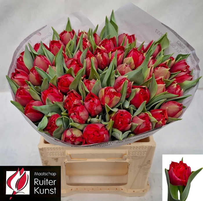 <h4>TU DU AGITATO</h4>