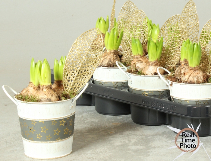 <h4>ARR HYACINTH</h4>