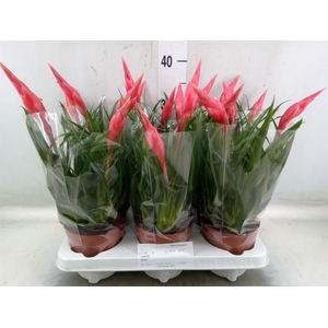 Vriesea  'Astrid'
