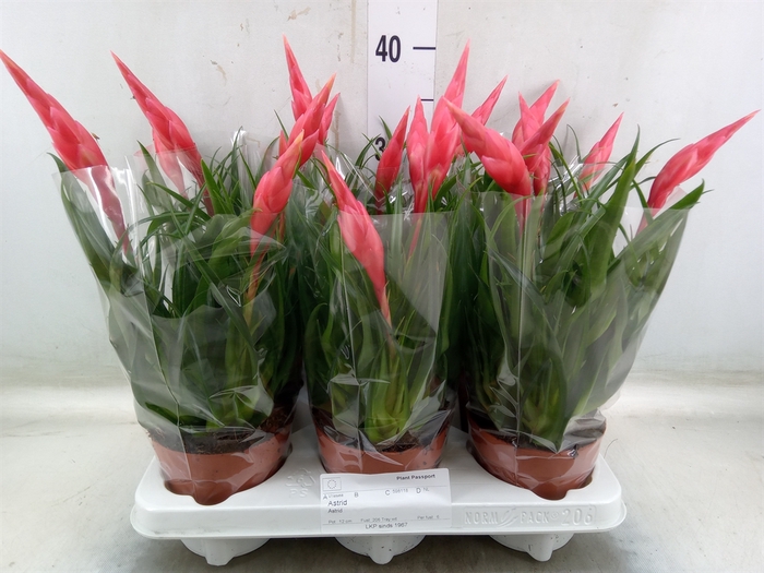 <h4>Vriesea  'Astrid'</h4>