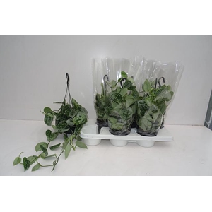 SCIND PICT SILVE ANN