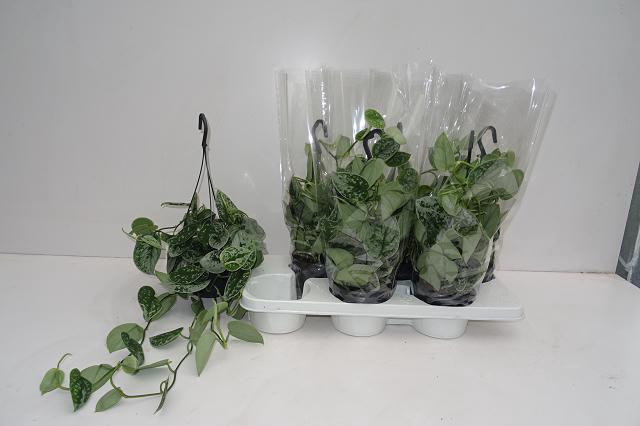 <h4>Scind Pict Silve Ann</h4>