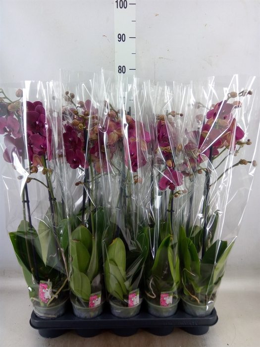 <h4>Phalaenopsis   ...red</h4>