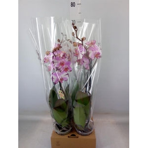 Phalaenopsis   ...