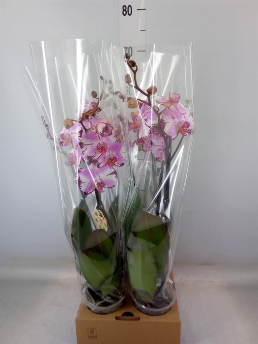 <h4>Phalaenopsis   ...</h4>