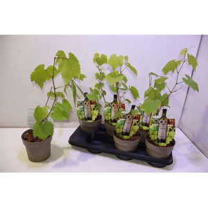 arr8 Vitis Muscat Of Alex