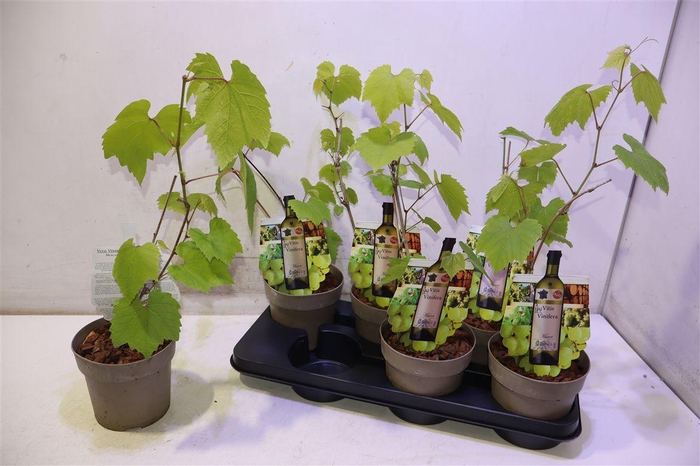 <h4>arr8 Vitis Muscat Of Alex</h4>