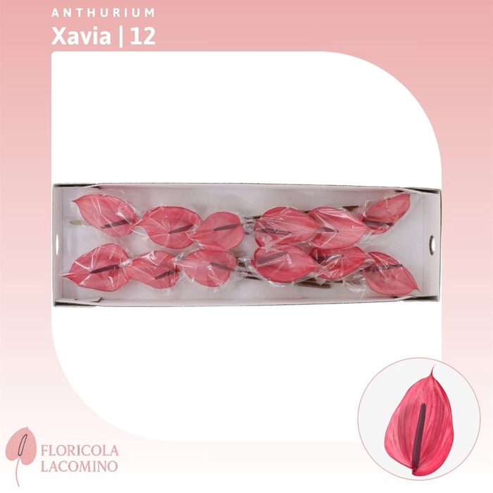 <h4>Anthurium Xavia</h4>