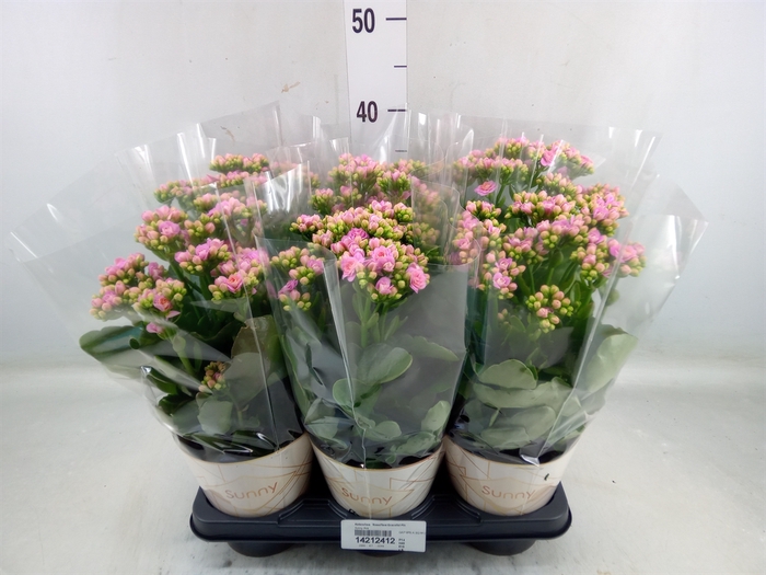 <h4>Kalanchoe  'RoseFlow Graceful Pink'</h4>