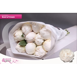 Paeonia Bowl Of Cream | Heavy Quality