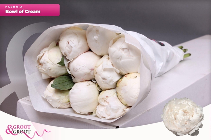 <h4>Paeonia Bowl Of Cream | Heavy Quality</h4>