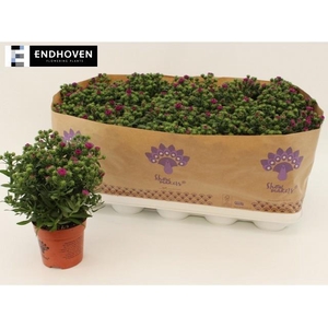 Aster Showm Magenta