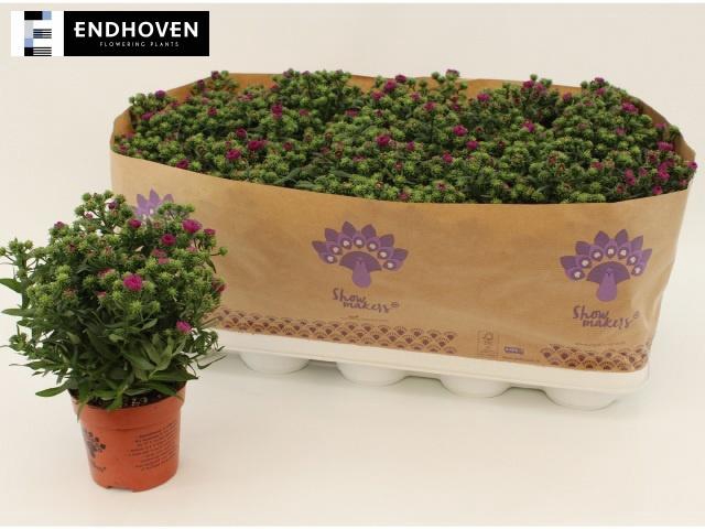 <h4>ASTER SHOWM MAGENTA</h4>