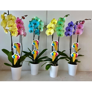 2tak duo met linge pot