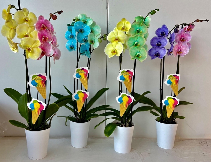 <h4>2tak duo met linge pot</h4>