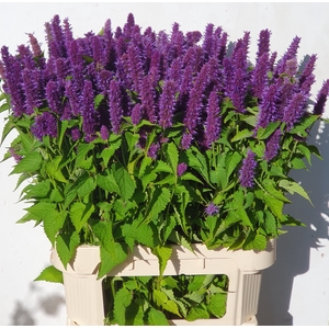 AGASTACHE OV