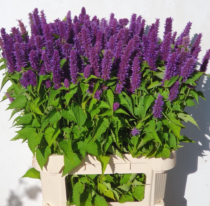 AGASTACHE OV