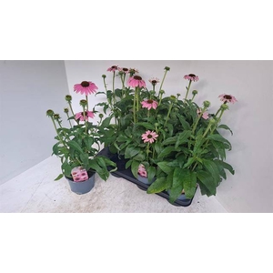 ECHINA SOMBRERO ROSE