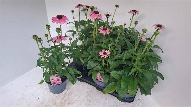 <h4>ECHINA SOMBRERO ROSE</h4>