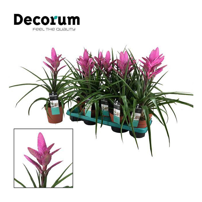 <h4>Tillandsia Amira 13Ø 40cm</h4>