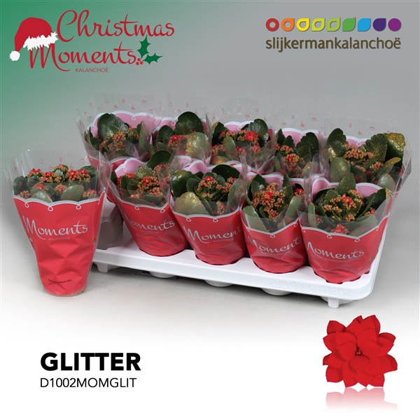 <h4>Kalanchoe blossfeldiana gevuld 'Secret'</h4>