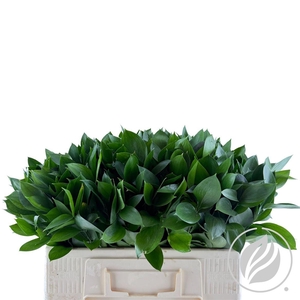 Ruscus Hypophyllum 55cm Doos