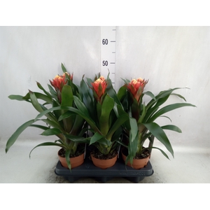 Guzmania  'Happyness'