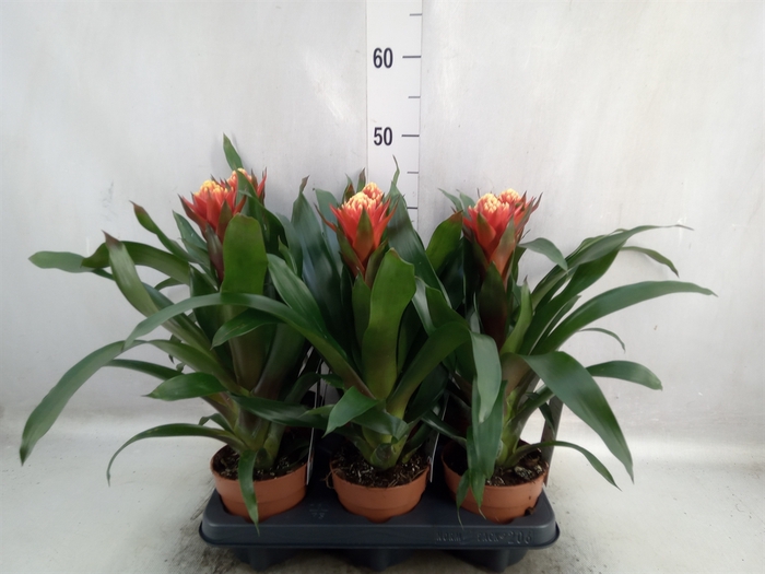 <h4>Guzmania  'Happyness'</h4>