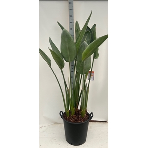STRELITZIA REGIN BL