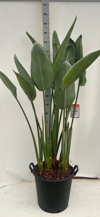 <h4>STRELITZIA REGIN BL</h4>