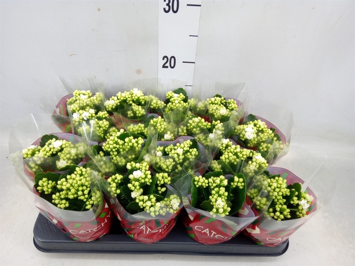 <h4>Kalanchoe blos. 'Calandiva Whites'</h4>