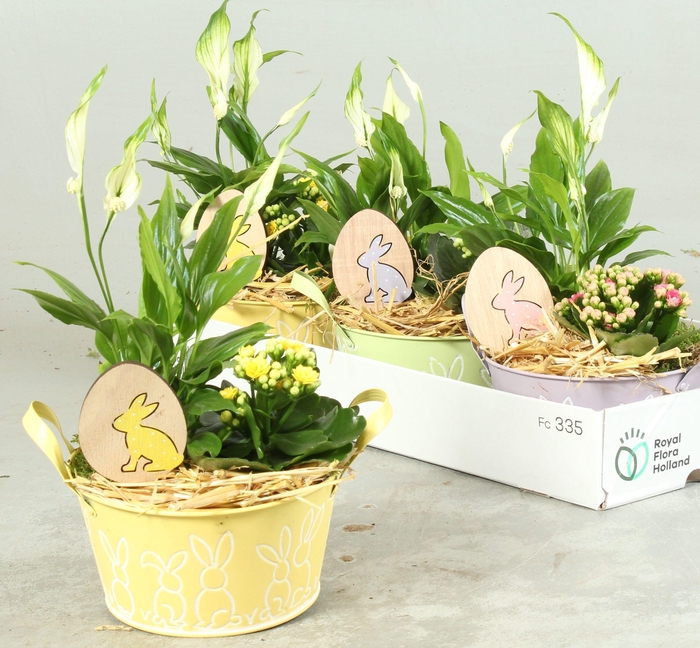 <h4>ARR KAMERPL</h4>